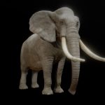ELEPHANT ANIMATIONS