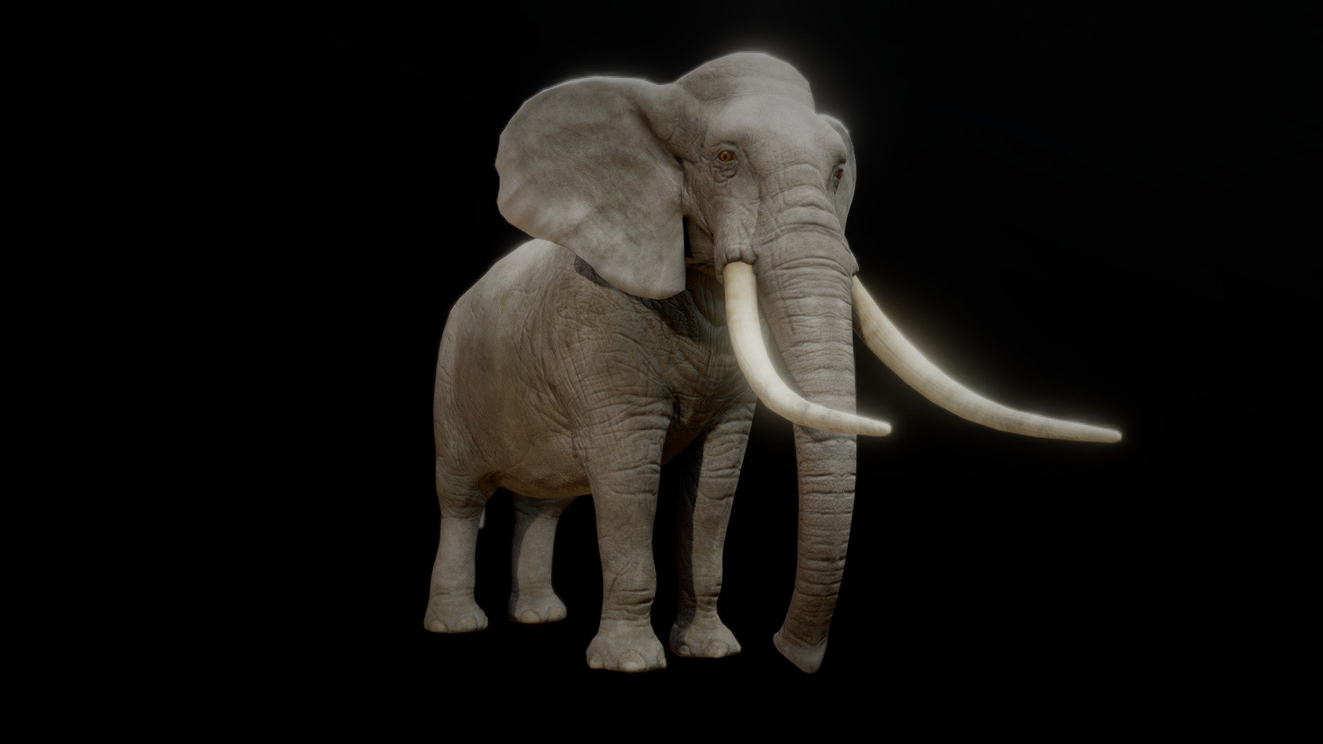 ELEPHANT ANIMATIONS