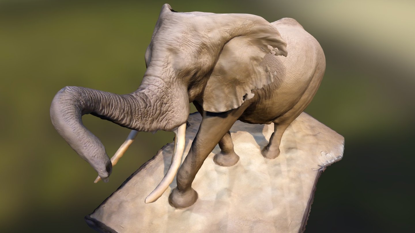 Elephant in the Rotunda