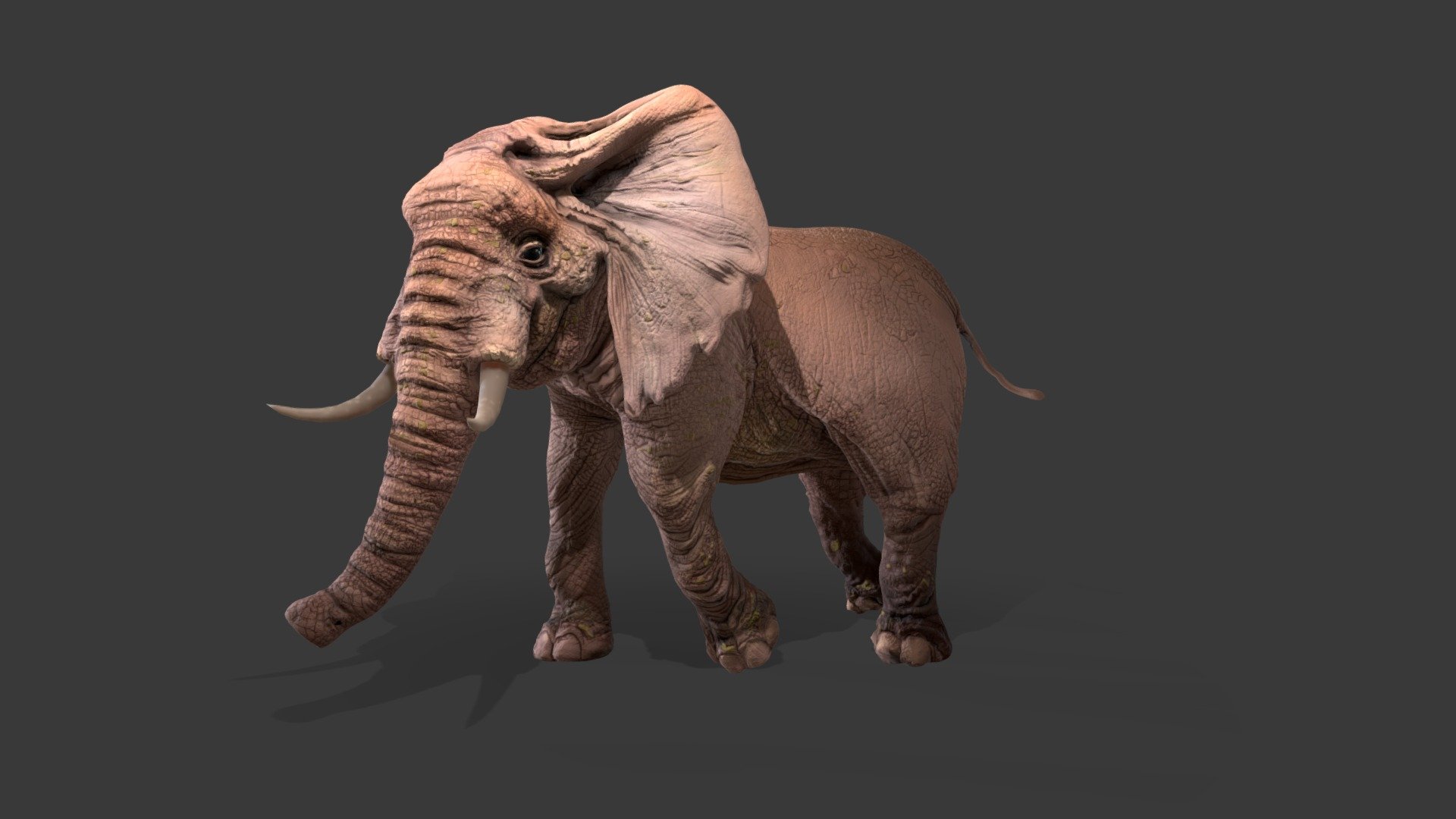 Elephant – textured, rigged (inkl. HP&LP models)