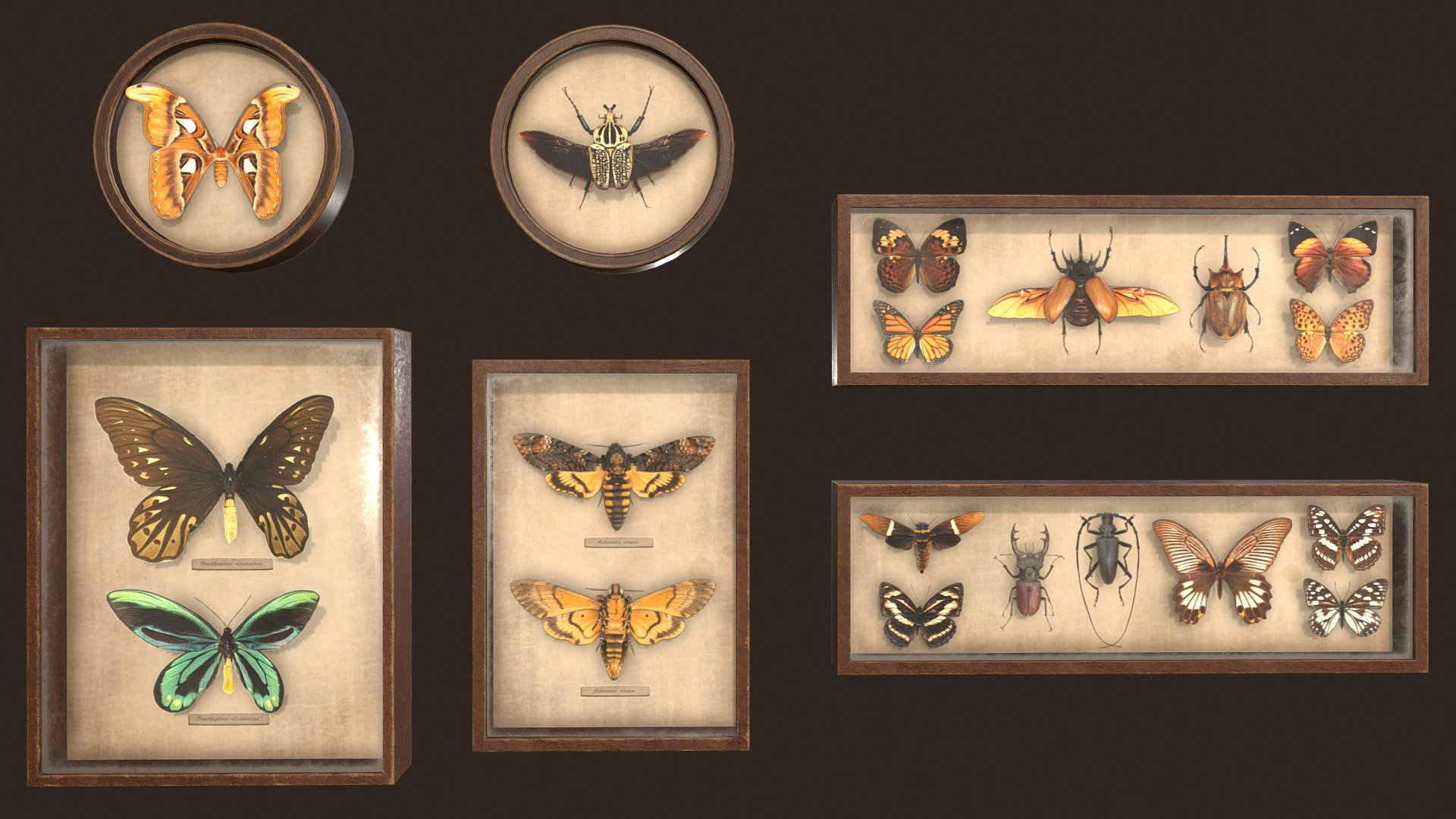 Entomological pictures