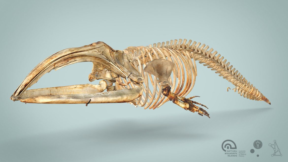 North Right Whale 3d Model - A detailed 3D scan of a 13.7 meter North Atlantic Right Whale skeleton from the Icelandic Museum of Natural History.
