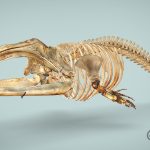 Eubalaen glacialis – North Atlantic Right Whale