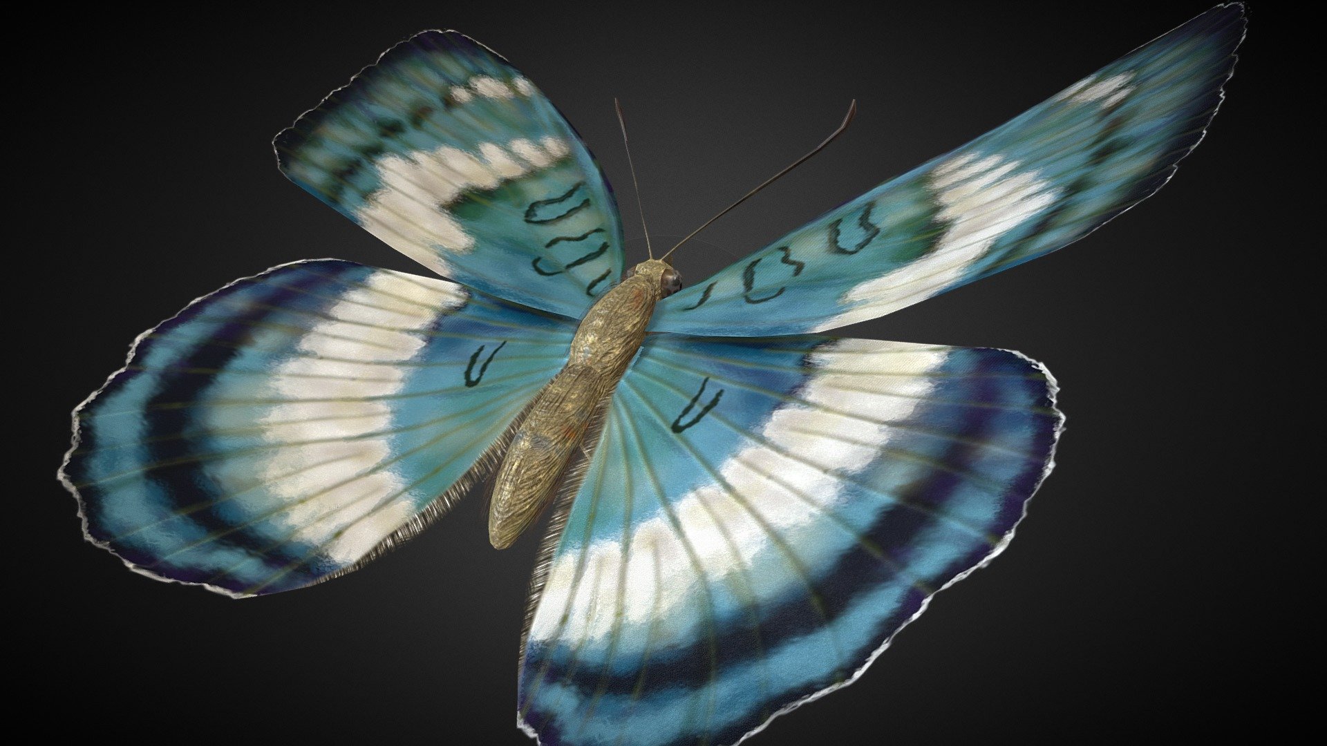 Euthalia Formosana Rigged