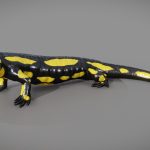 fire salamander salamandra salamandra 3d model