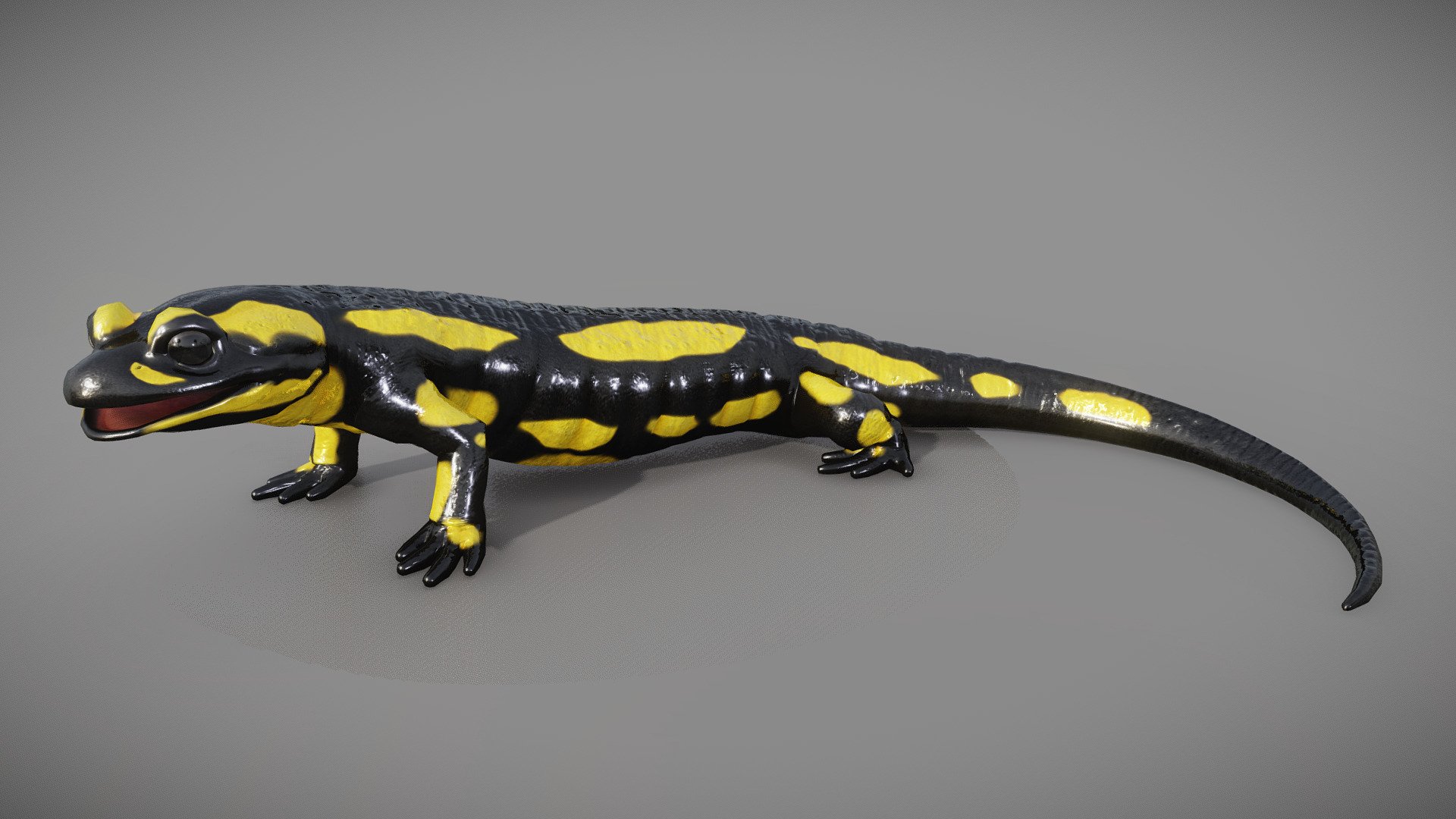 Fire Salamander – Salamandra Salamandra