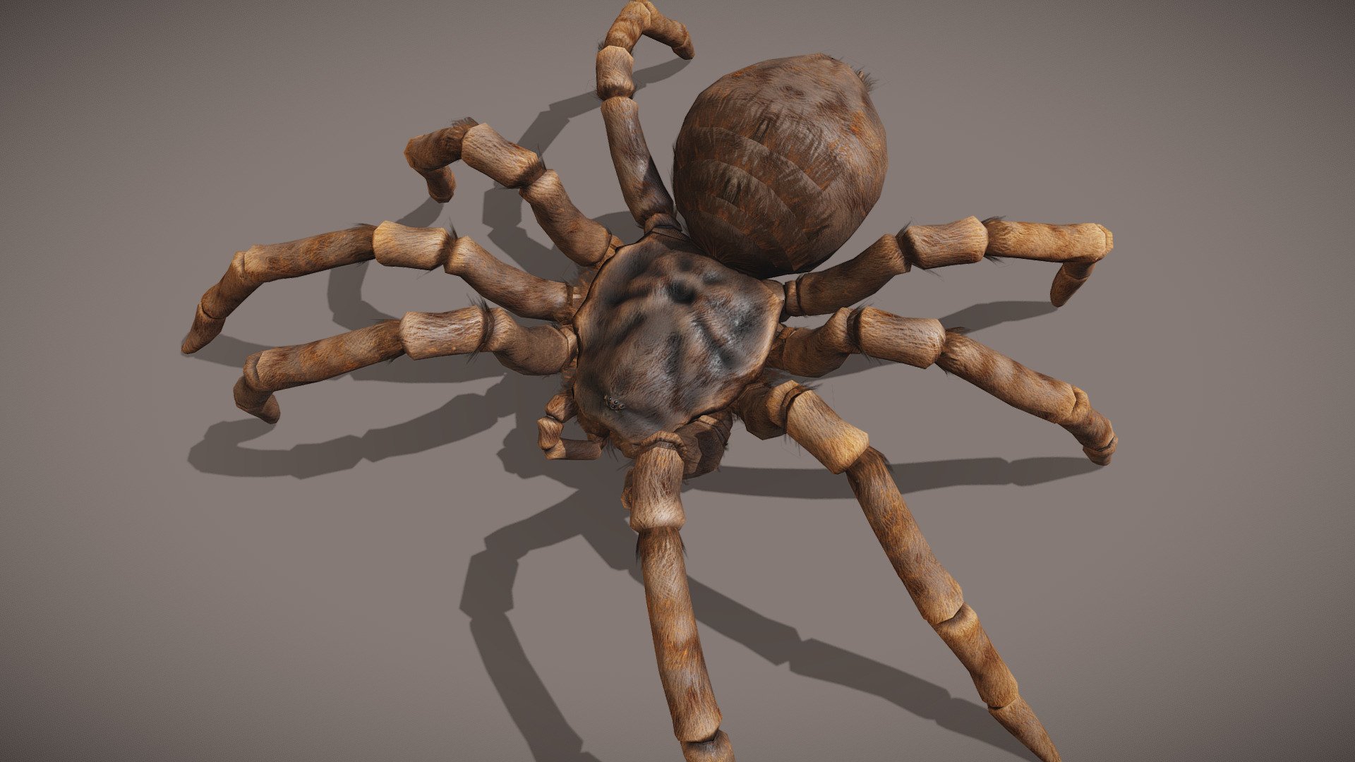 Furry Spider