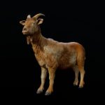 goat animations 3d model