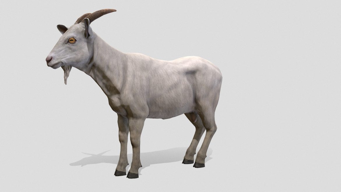 goat male 3d model