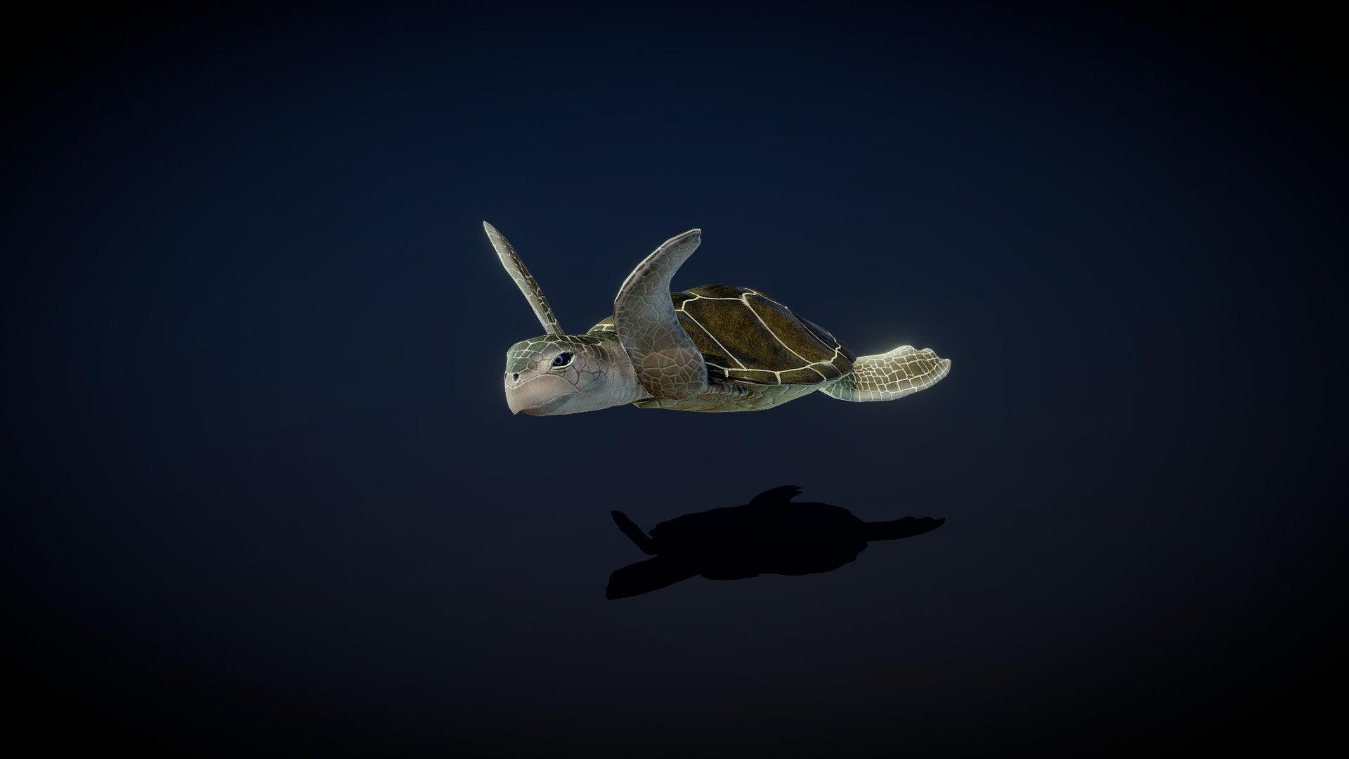 Green Sea Turtle