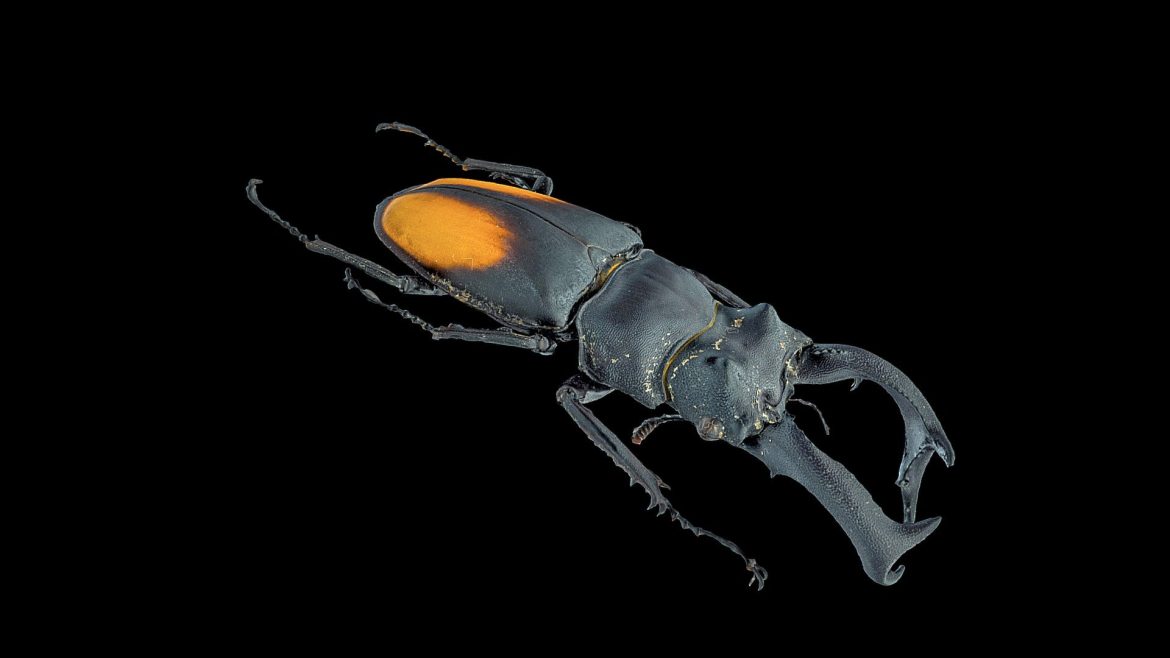 hexarthrius parryi paradoxus male 3d model