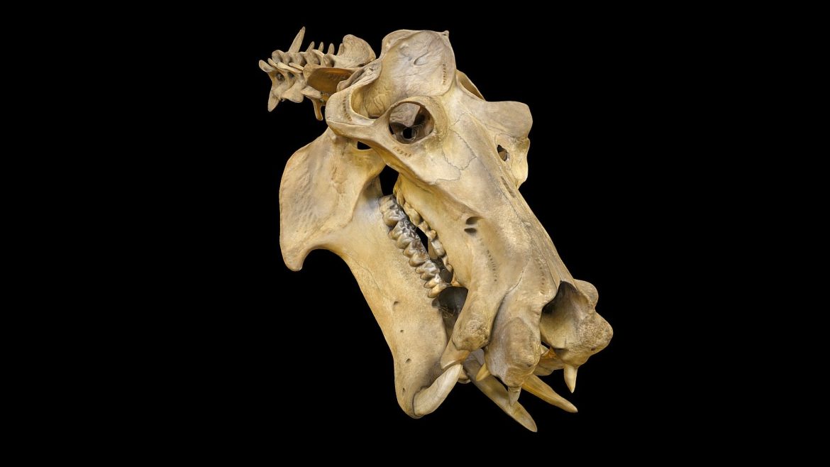 hippopotamus skull 3d model