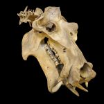 Hippopotamus skull