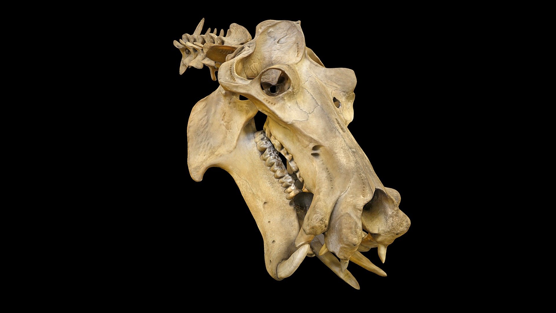 Hippopotamus skull