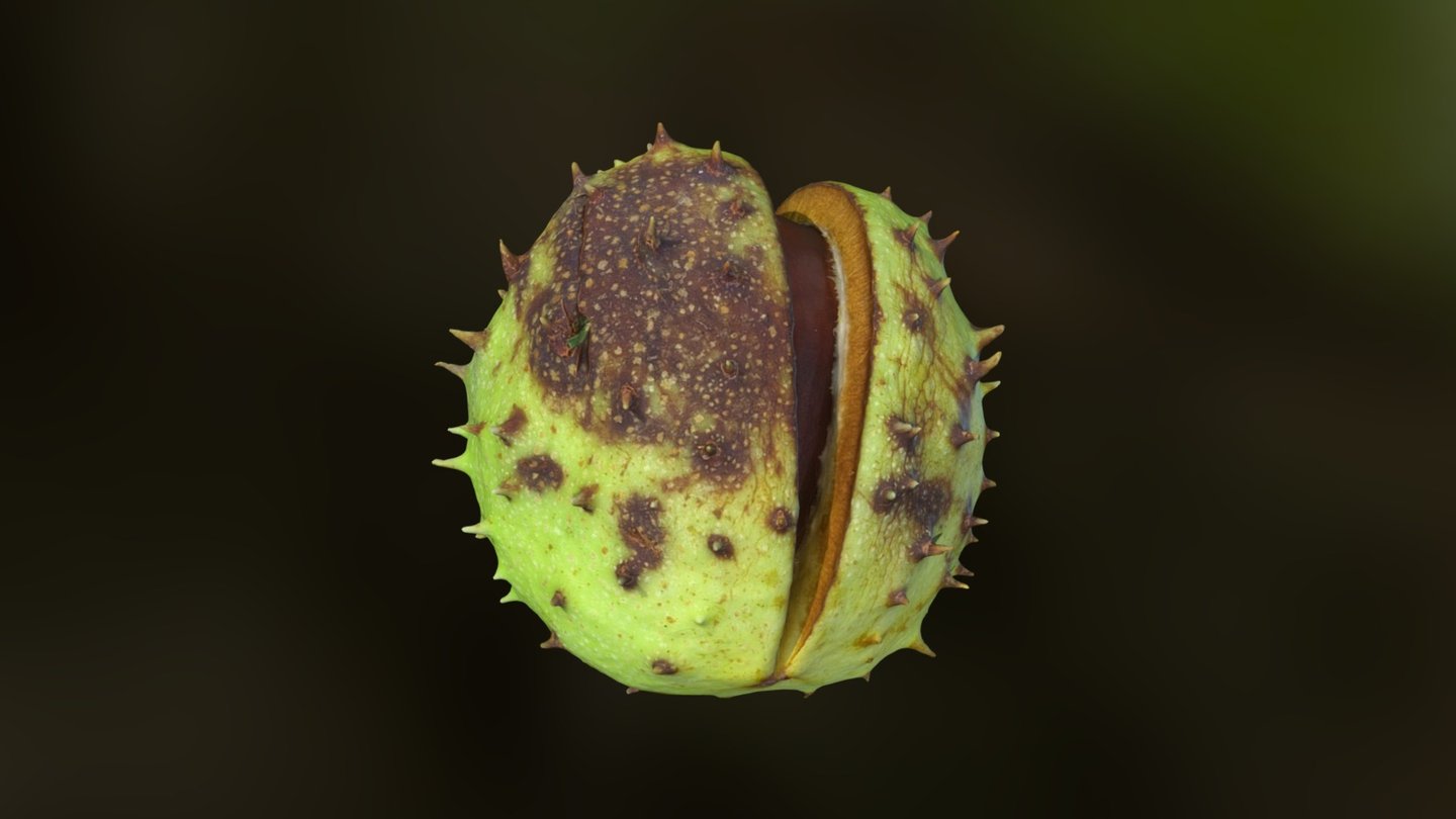 Horse Chestnut – Leipzig, Germany – October 2016