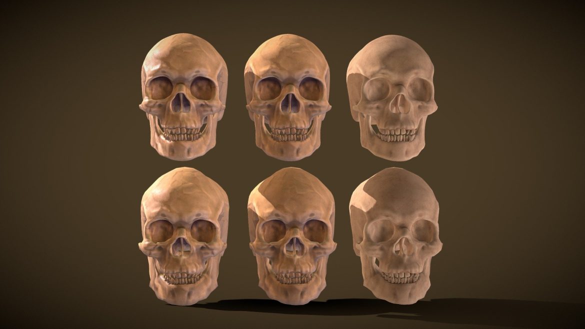 Human Skull 3d Model - High and low polygon versions of a realistic human skull 3D model with various texture sets.
