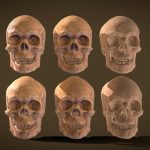 Human Skull High/Low