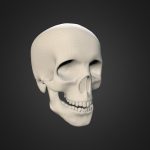 Human Skull