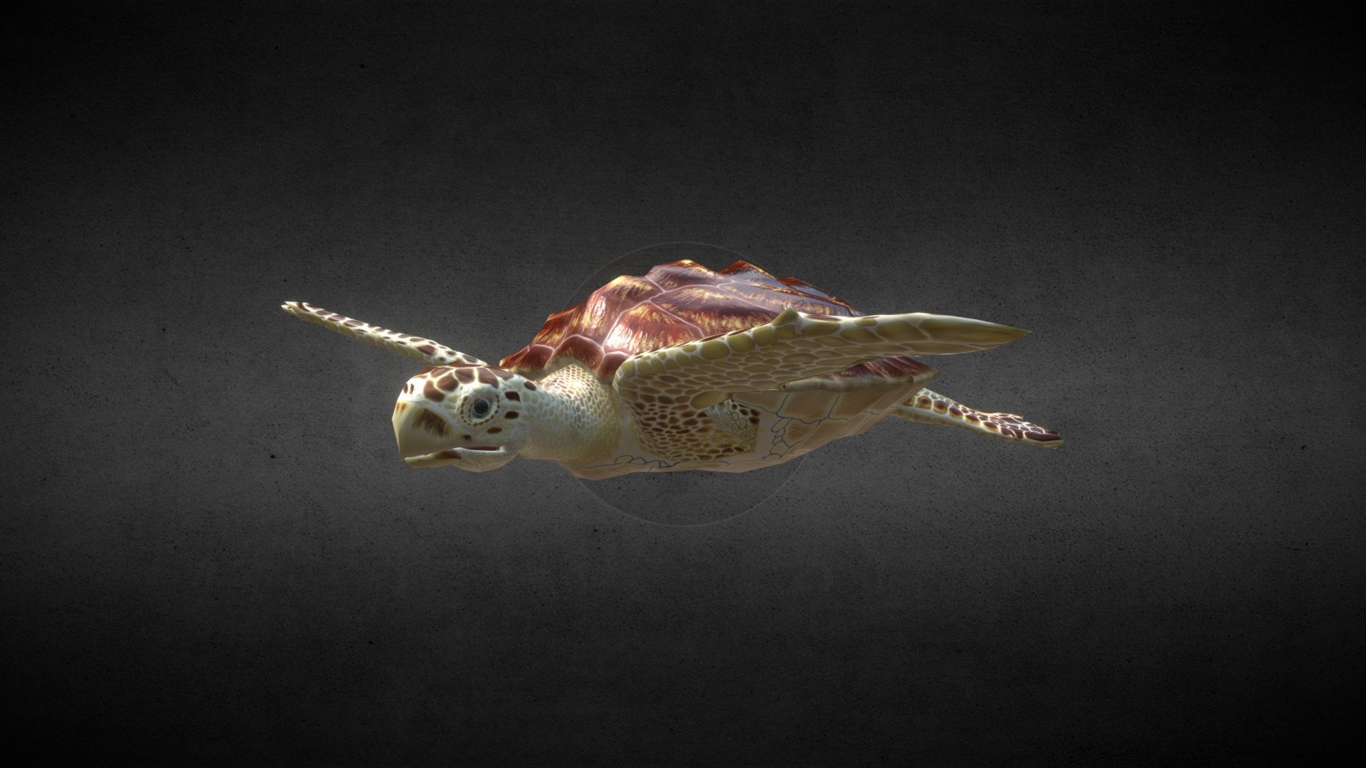 Loggerhead Turtle