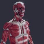 Muscleoskeletal with Nerves/ Vessels/ Lymphatics
