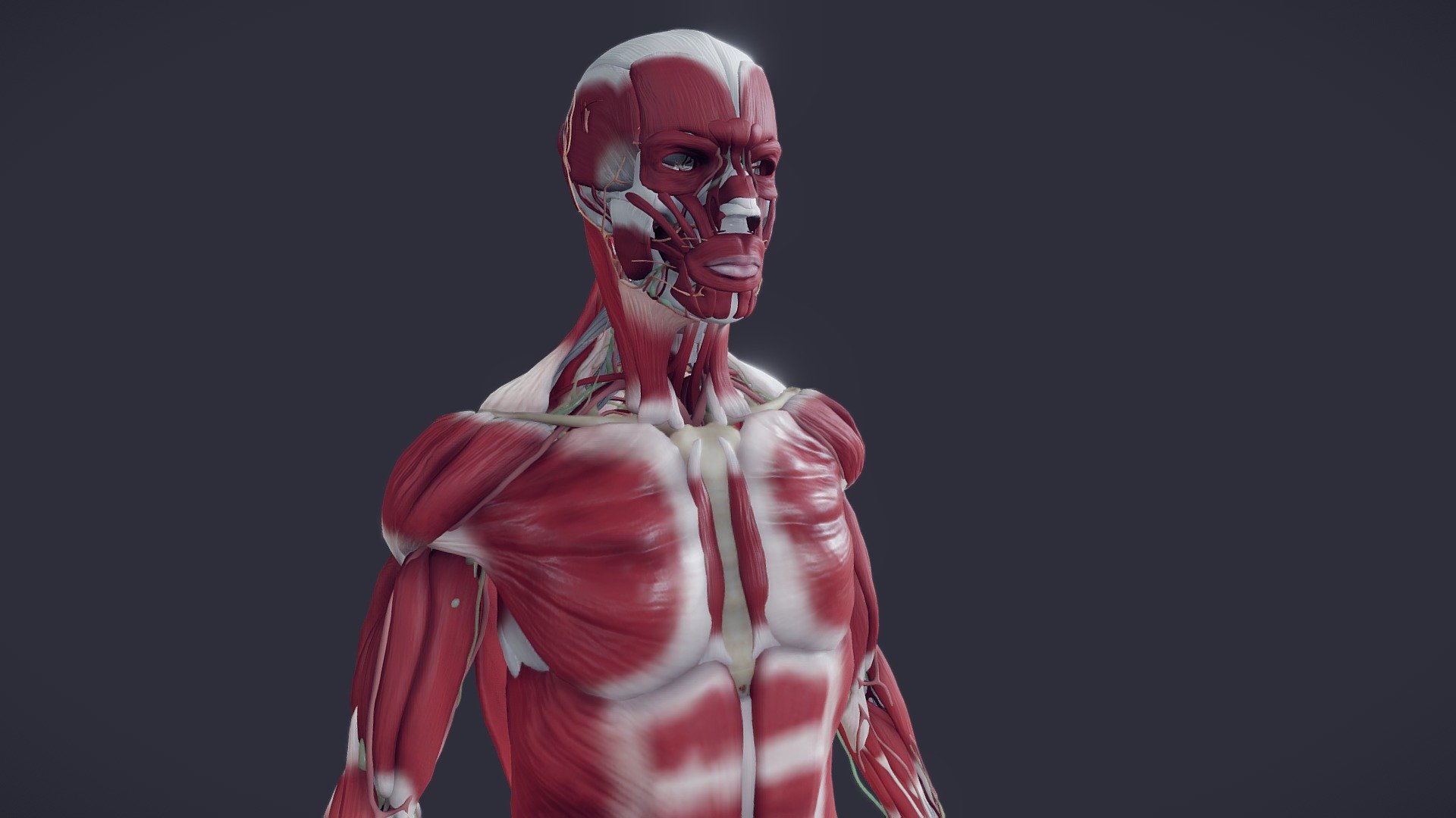 Muscleoskeletal with Nerves/ Vessels/ Lymphatics