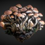 mushroom strain 3d model
