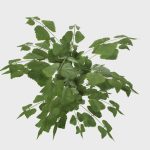 Nettle