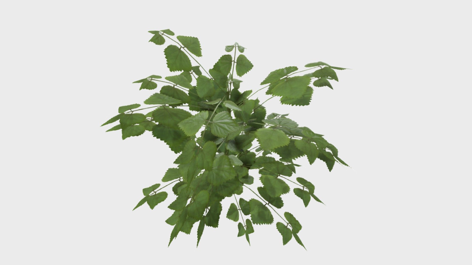 Nettle
