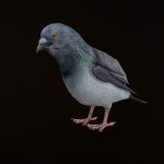PIGEON ANIMATIONS