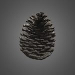 Pine Cone