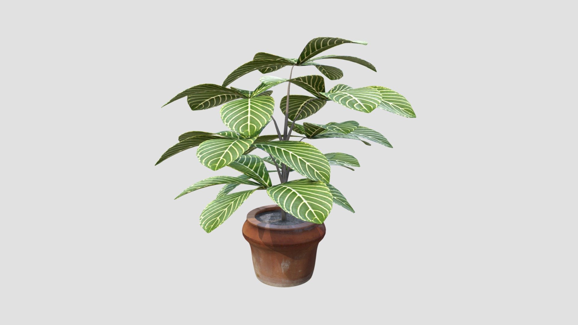 Plant Vase