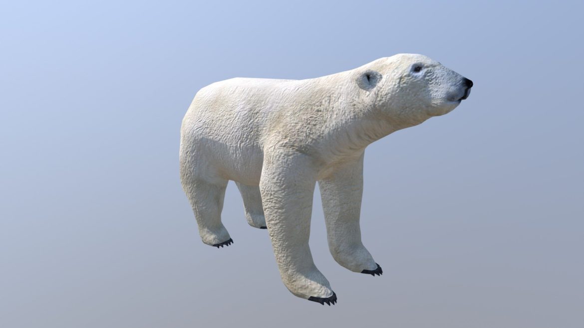 Polar Bear 3d Model - Highly detailed polar bear 3d model for ZT2 Radical Remake projects, showcasing realistic fur and powerful physique.