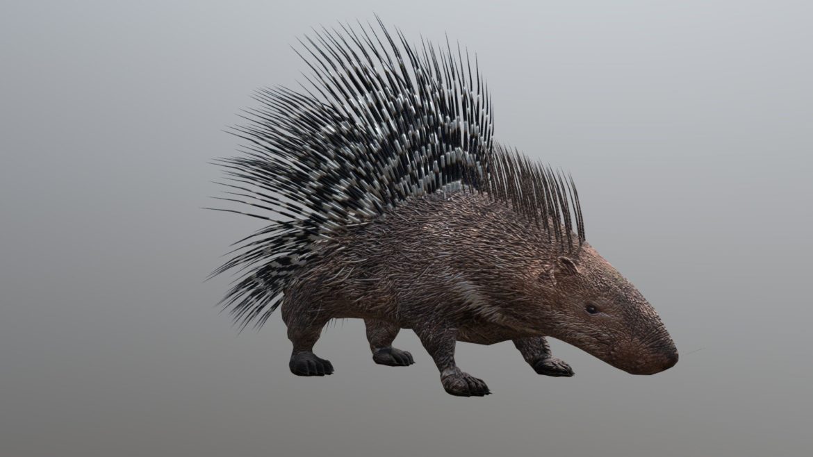 porcupine 3d model