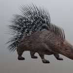porcupine 3d model