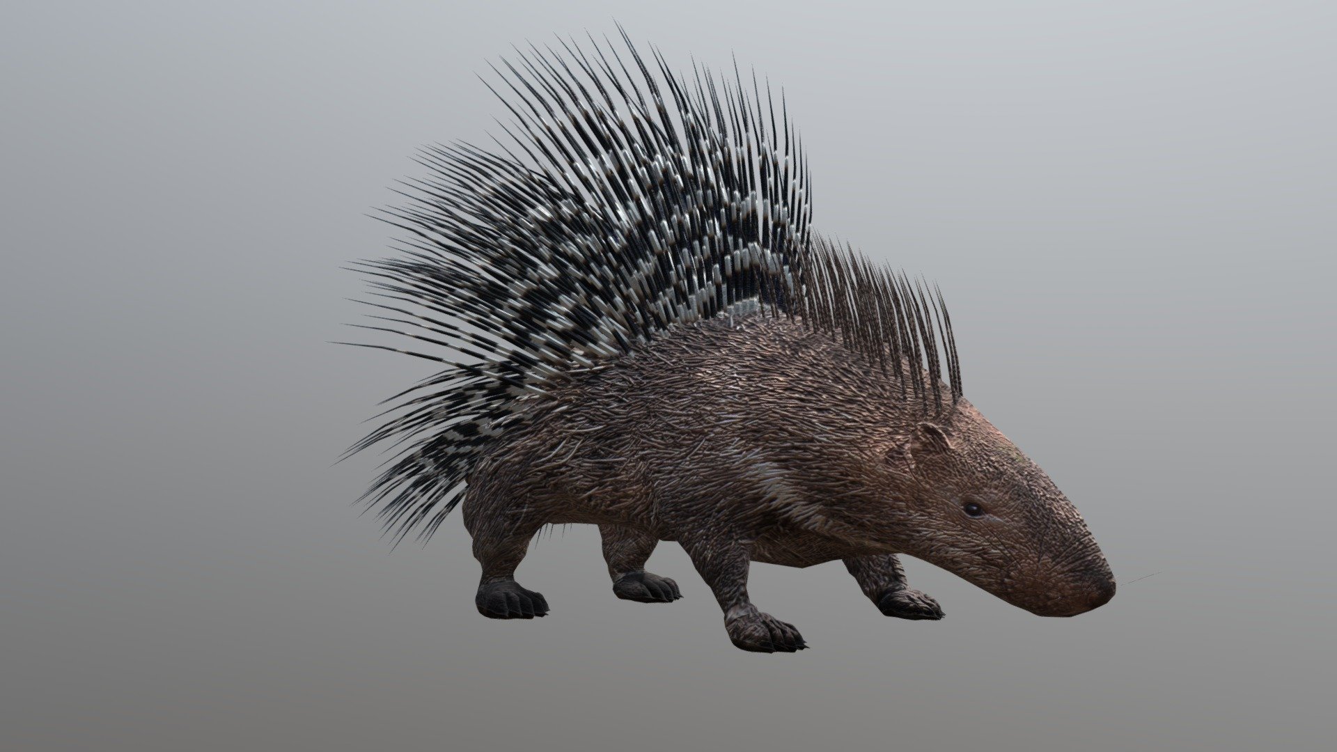 Porcupine