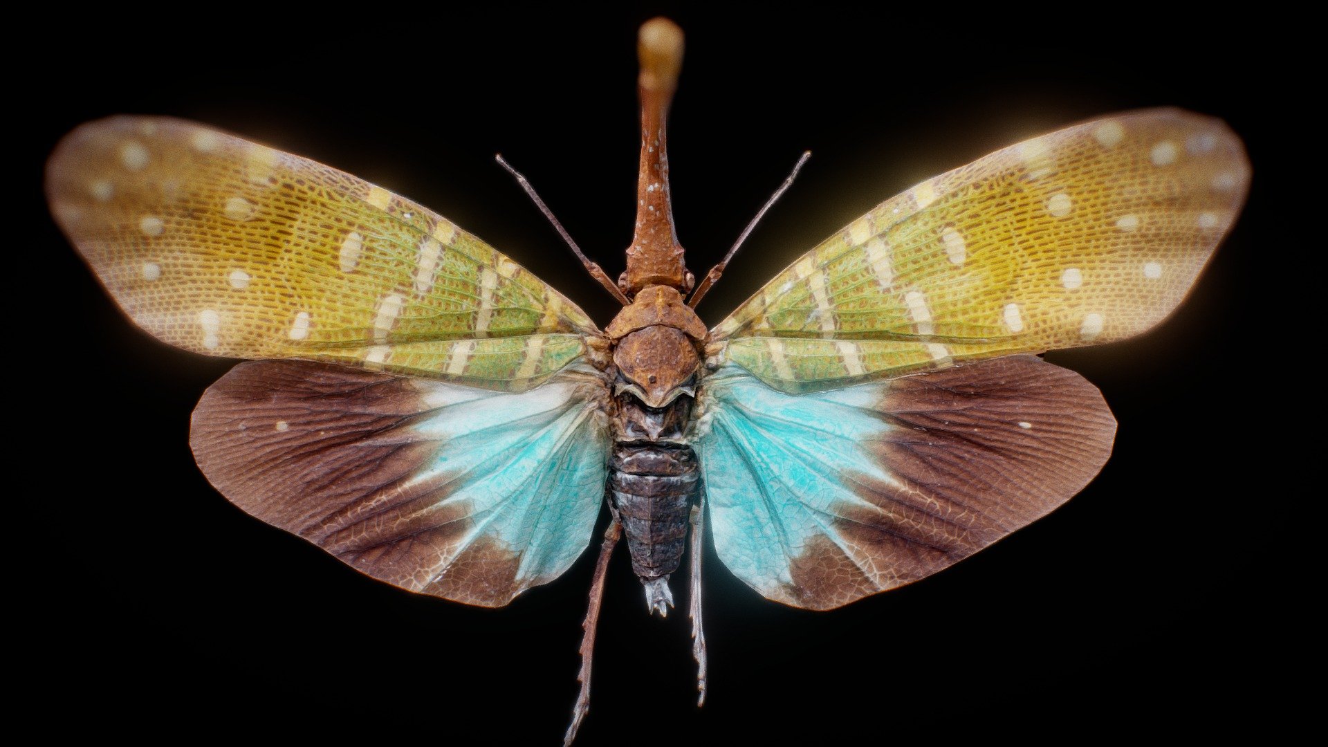 Pyrops Pyrorgyncha Borneo