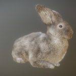 RABBIT ANIMATIONS