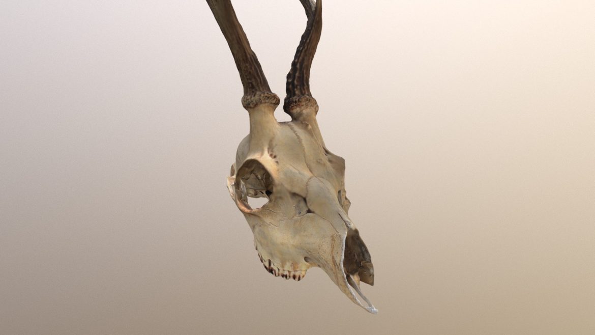roe deer skull 3d model