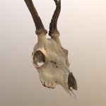 Roe Deer Skull
