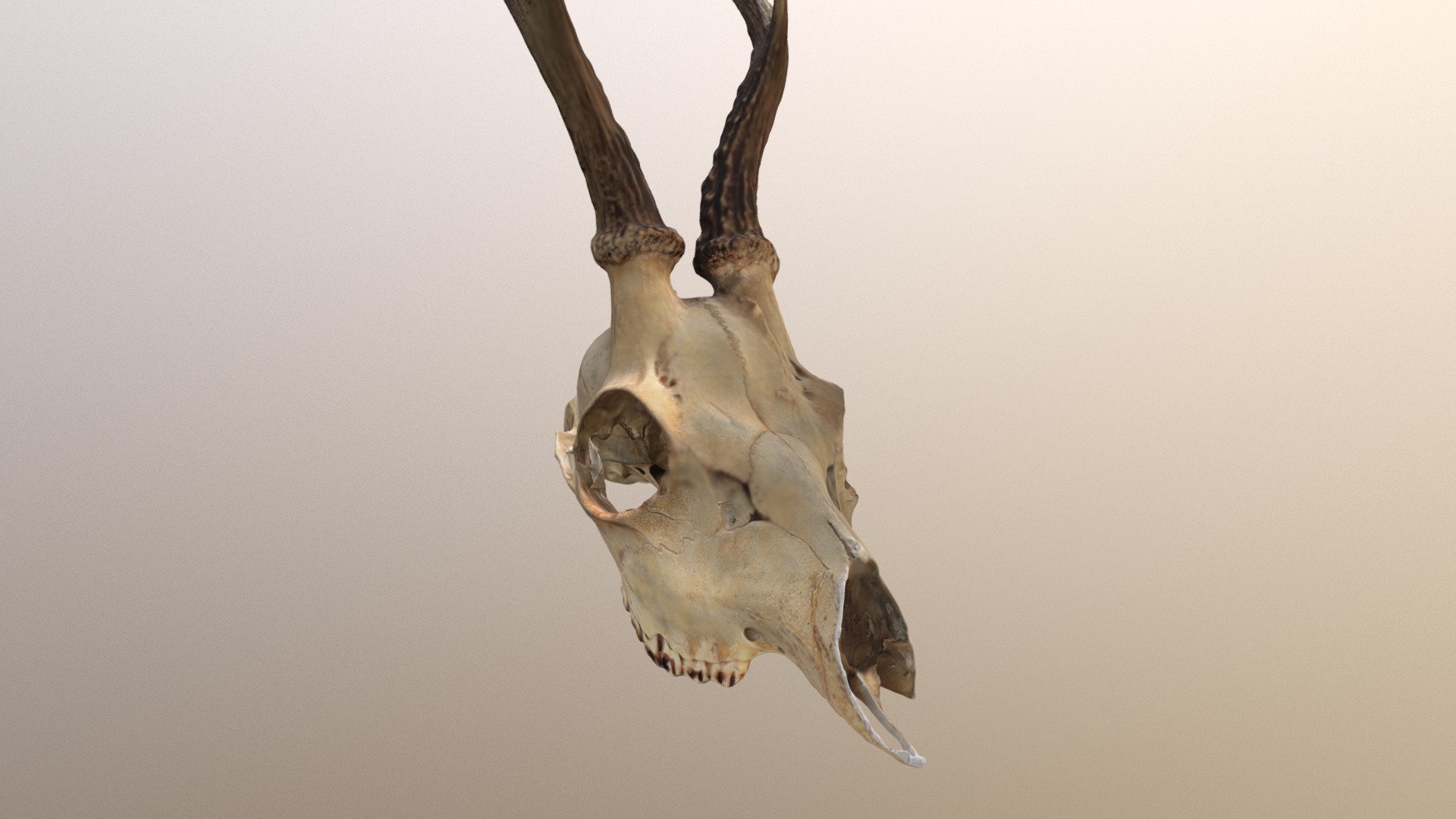 Roe Deer Skull