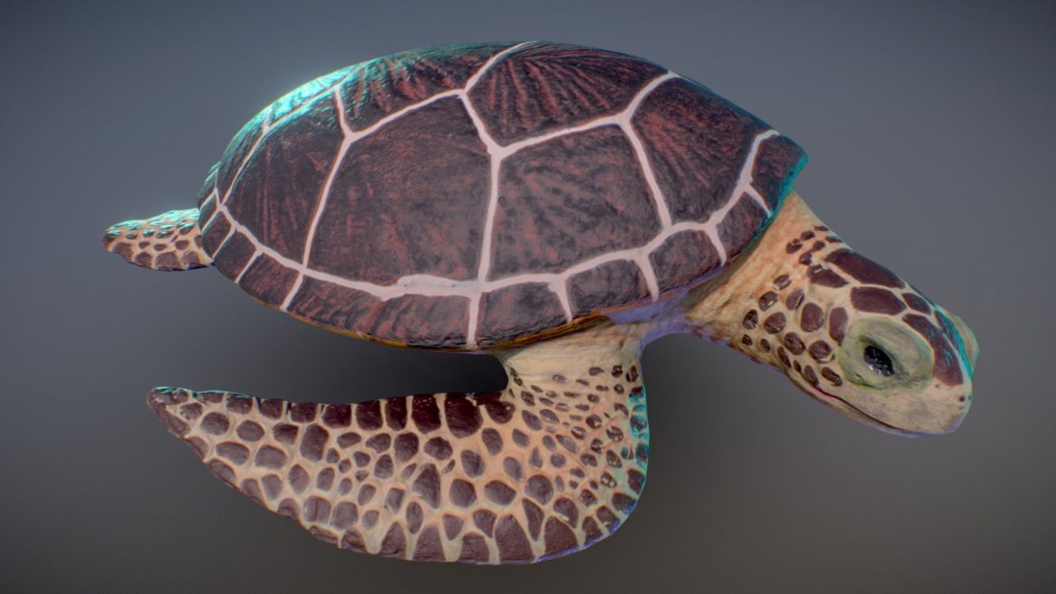 sea turtle toy 3d model