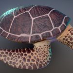 Sea Turtle toy