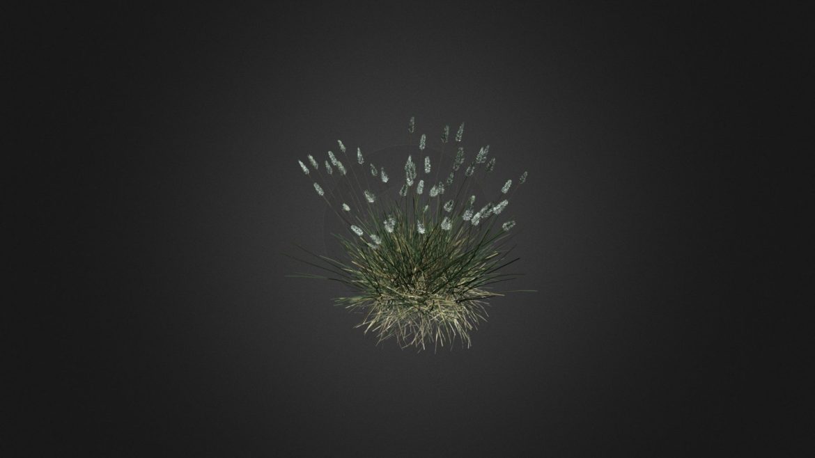 sesleria caerul 3d model