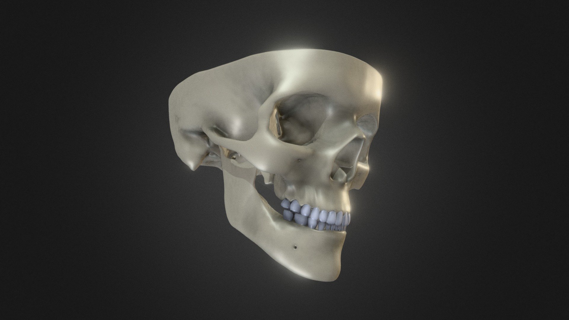 Skull – 3D Print model