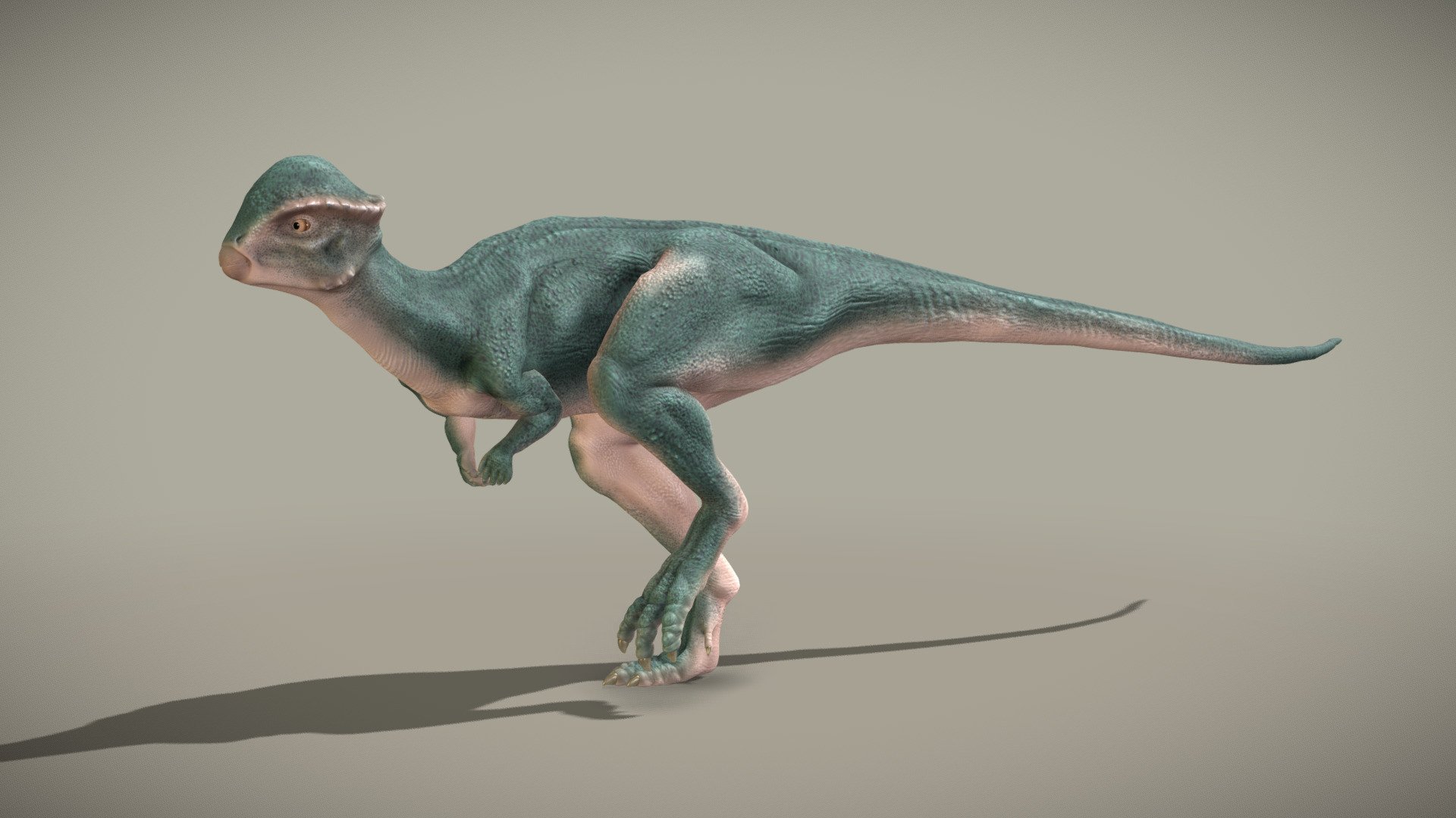 Stegoceras Validum