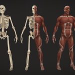 stylized anatomy 3d model