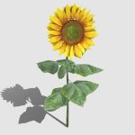 sunflower 3d model