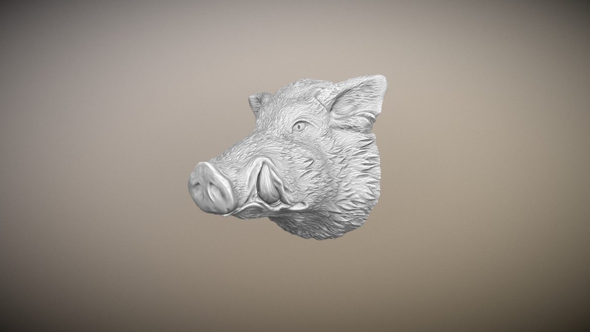 the muzzle of a wild boar 3d model