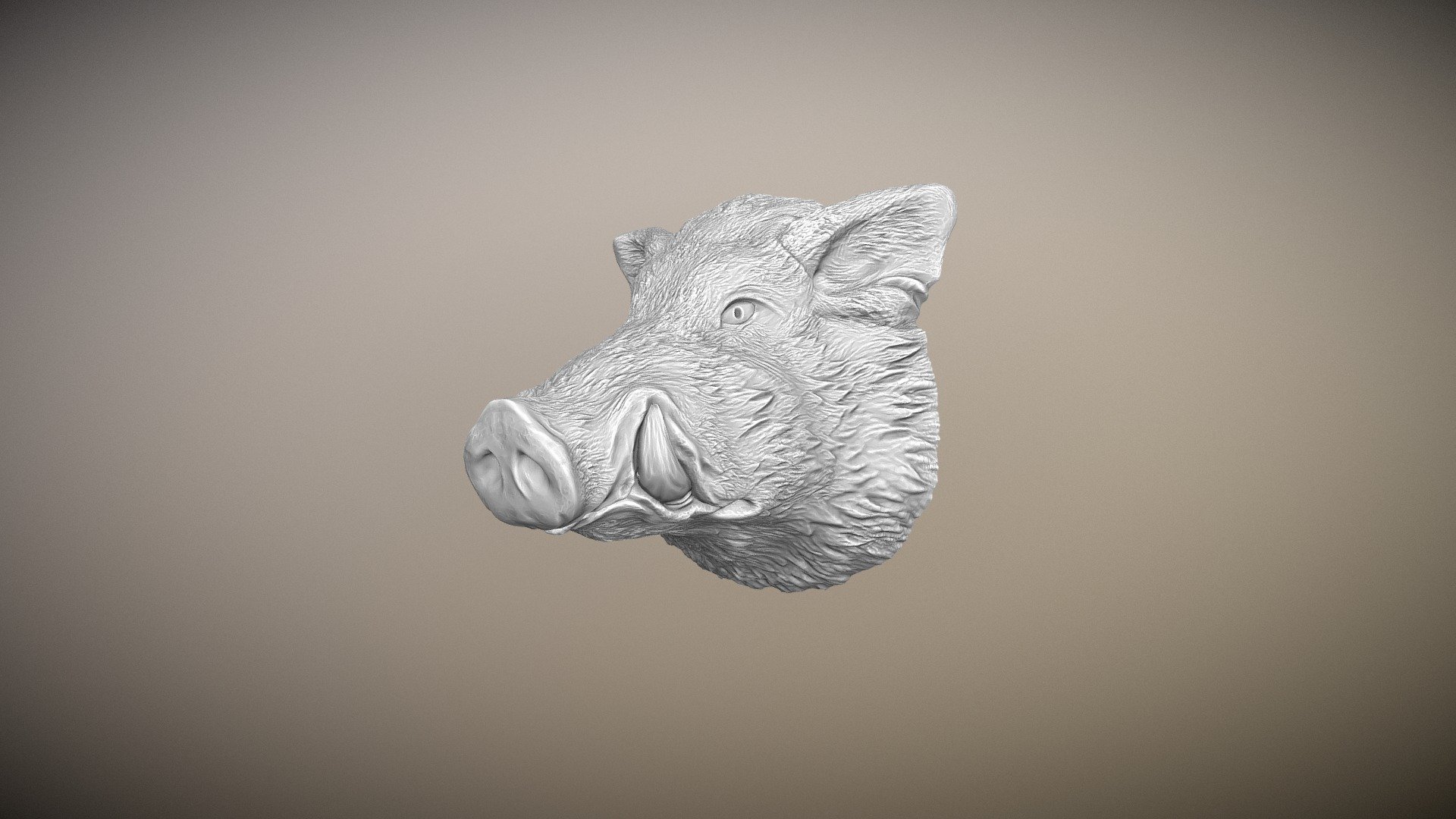 The muzzle of a wild boar