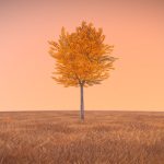 Tilia Tree – 6 Meter – Autumn